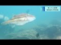 水中カメラマン【koh s セレクション】～魚たちの楽園・柏島～