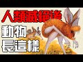 到底是進化還是退化？人類滅亡以後的動物居然長成這樣！500萬年後的美洲大陸會演化出什麼動物？丨未來狂想曲系列2丨黑毛羊駝