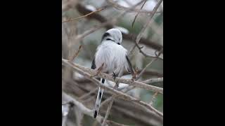 [4K] 雪の妖精シマエナガ　longtailedtit shorts