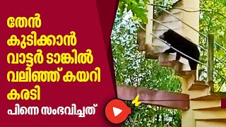 തേൻ കുടിക്കാൻ വാട്ടർ ഡാങ്കിൽ വലിഞ്ഞ് കയറി കരടി, പിന്നെ സംഭവിച്ചത് | Bear | Animals