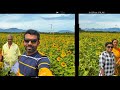 sundarapandiapuram sunflower fields thenkashi tamil nadu സൂര്യകാന്തി സുന്ദര പാണ്ഡ്യ പുരം🌻