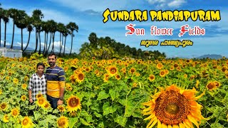 SundaraPandiaPuram | Sunflower Fields | Thenkashi | Tamil Nadu | സൂര്യകാന്തി | സുന്ദര പാണ്ഡ്യ പുരം🌻