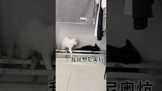 大事哥帮不了  小事哥不爱帮猫咪 杨步百 碎嘴子 猫咪的迷惑行为