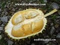 Durian Farm on Borneo, Malaysia