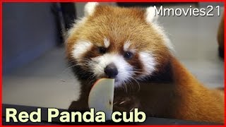 Red Panda cub 丸太シーソーと夕飯　🍎 レッサーパンダの赤ちゃん