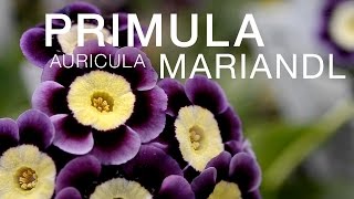 The Dramatic Primula Aricula Mariandl at WaysideGardens.com