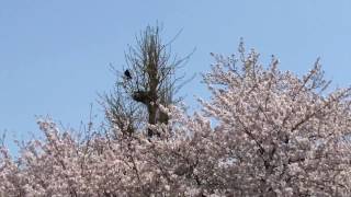 桜満開 神社の木のてっぺんにカラスの巣 20170412