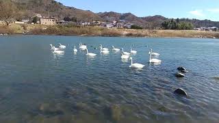 福島県鳥谷野飛来地の白鳥