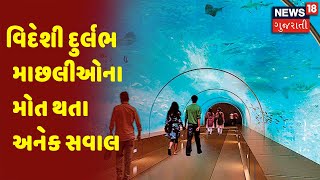 Science City માં વિદેશી દુર્લભ માછલીઓના મોત થતા અનેક સવાલ | Morning 100 | News18 Gujarati