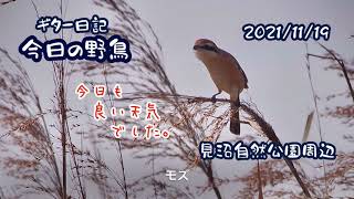 ギター日記　今日の野鳥　・　見沼自然公園周辺　2021年11月19日