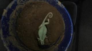 Chameleon Laying eggs