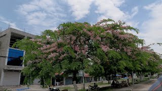 Itahari to Miklajung | Kasto xa ta miklajung !?@MalatiKhambu