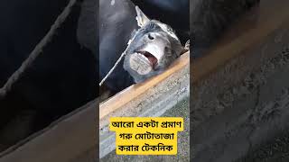 গরু দ্রুত মোটাতাজা করতে হলে অবশ্যই সব ধরনের তথ্য গুলো আগে জানতে হবে। #cow #animals #bull #farming