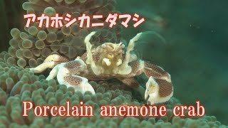 アカホシカニダマシ　食事　Porcelain anemone crab, Red-spotted porcelain crab