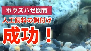 【淡水魚】ボウズハゼの人工飼料への餌付け、遂に成功！