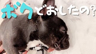 【大ショック！！】〜シャンプーか！？〜子犬のツヤピカヘアーがボッコボコのボッサボサになってしまいました( ;ﾟДﾟ)【Frenchbulldogフレンチブルドッグ】