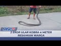 2 Ekor Ular Kobra Sepanjang 4 Meter Resahkan Warga Cilacap, Jawa Tengah - LIM 18/07