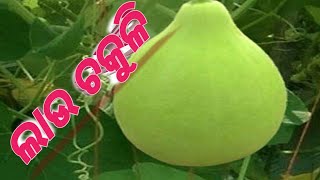 ବିନା ବିରି ରେ ବନାନ୍ତୁ ଏକଦମ ତୁଳା ପରି ନରମ ଲାଉଚକୁଳି ଓ ଚଟଣୀ/LAU CHAKULI/CHAKULI/BOTTLE GOURD RECIPE