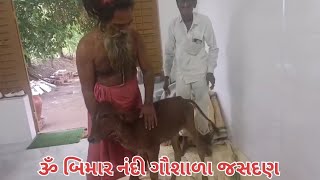 Om Bimar Nandi Gaushala || ૐ બિમાર નંદી ગૌશાળા જસદણ ||  (શિવ ડેરી ) ||