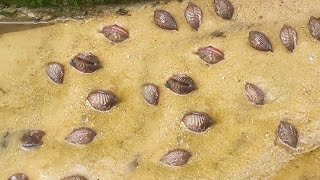 [Collection] A rare phenomenon appeared on the beach. The beach was occupied by clams. Niu Niu came