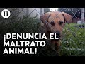 Captan agresión a un perro en la Picacho Ajusco; así puedes denunciar el maltrato animal en la CDMX