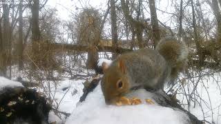 Minnesota Wildlife Cute Squirrel Video 35