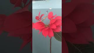 Taaron ko mohabbat Ambar #shorts #flowers #gardening #poinsettias #love #song #reels #status #funny