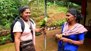 കിടിലൻ indoor plants കാട്ടിൽ നിന്നും #planthuntingmalayalam #lovemyplantssreekalaribu