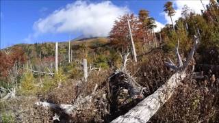 富士山　村山古道　秋の大倒木帯　タイムラプス映像あり