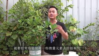 栀子花总爱黄叶，1个月喂一次这种水，叶子翠绿油亮滴溜溜