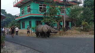 गैंडे चितवन गांव में टहल रहे हैं | गैंडे के पीछे चलो | गांव में गैंडा | चितवन