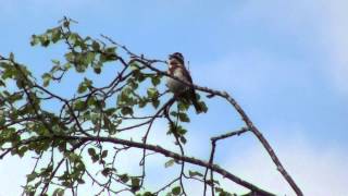 Vierspurv Rustic Bunting (Emberiza rustica)