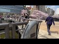 tokyo cherry blossoms 2022 meguro river