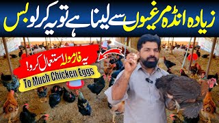 Double Egg Laying Golden Misri Murgi || Golden Misri Poultry Farm || Poultry Business ​⁠in Pakistan