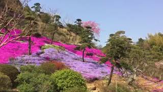 佐世保花園