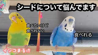 シードを粒で食べれるインコ、食べれないインコの悩み　【セキセイインコ】 Budgerigar.