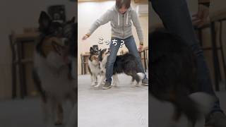 毎日のちょこっとトレーニング【ボーダーコリー・オーストラリアンシェパード】　#dog #犬との暮らし