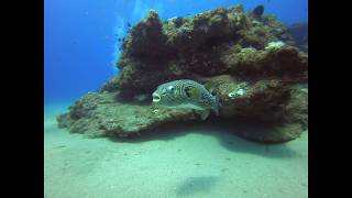 2019Mar31 Yen-kuang Reef, Shanhai, Taiwan (山海艷光礁）