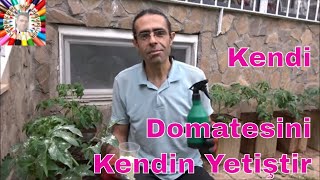 Bunu Yaparsanız Saksılardan Bol Bol Domates Toplarsınız 🍅