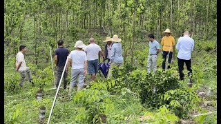 【老林赶野】今天又去收割一批綠奇楠沉香樹，1000棵總價格960000拿下