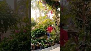 Small garden #motivation #houseplants #garden #gardening #creativgardendiy#shorts#youtubeshorts