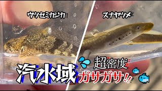 【ガサガサ】川の汽水域で希少な魚類が超密度で暮らしていた件！｜愛知県