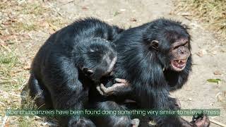 Chimps and bonobos both relieve sexual tension by rubbing genitals