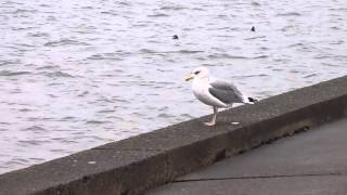 かもめのあくび　Yawn of Seagull