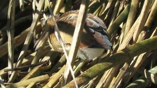 Least Bittern young