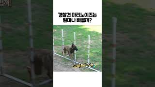 경찰견 종인 '마리노이즈'의 어질리티(agility) 훈련! 엄청 똑똑하네 #shorts