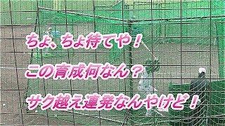 2020阪神安芸キャンプ　3日目㉓　育成小野寺暖　サク越え連発