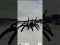 😱🕷️weird giant spider found on google earth and google map 🌍 shorts googleearth earthpromax