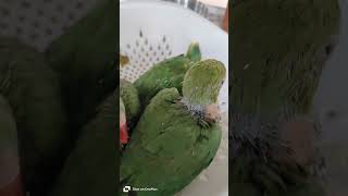 Mithu ko neend aarahi | #love #song #viral #trending #pets #new #funny #parrot #mittoo #birds #cute