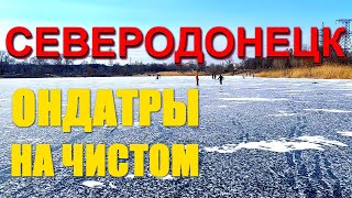 СЕВЕРОДОНЕЦК | Ондатры на Чистом озере | Рыбаки и конькобежцы на льду